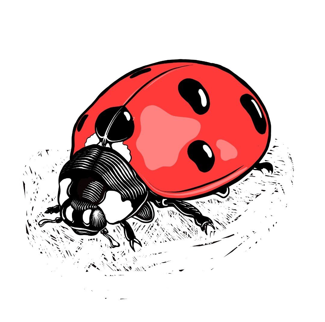 Ladybird linocut blog 1 Drawing of a ladybird