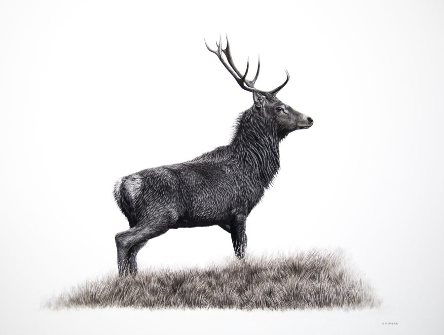 Scraperboard artwork of a stag