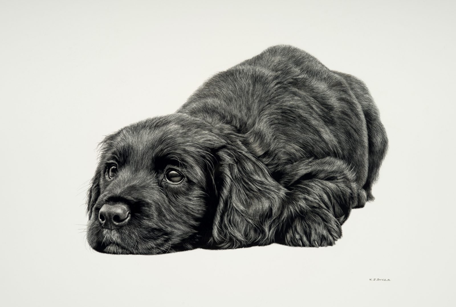 Scraperboard artwork of cocker puppy by Keith Sykes