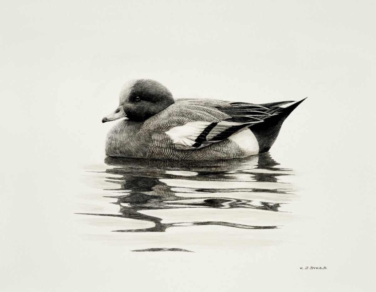 Scraperboard artwork of a cock-wigeon by Keith Sykes