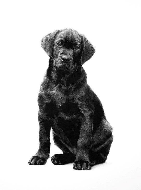 Scraperboard artwork of a dog by Keith Sykes