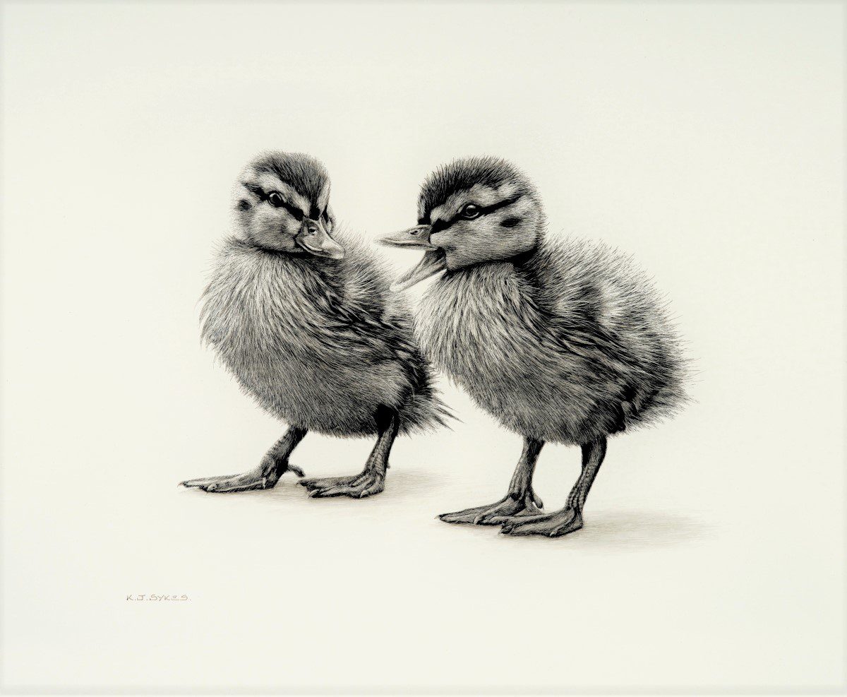 Scraperboard artwork of two ducklings by Keith Sykes