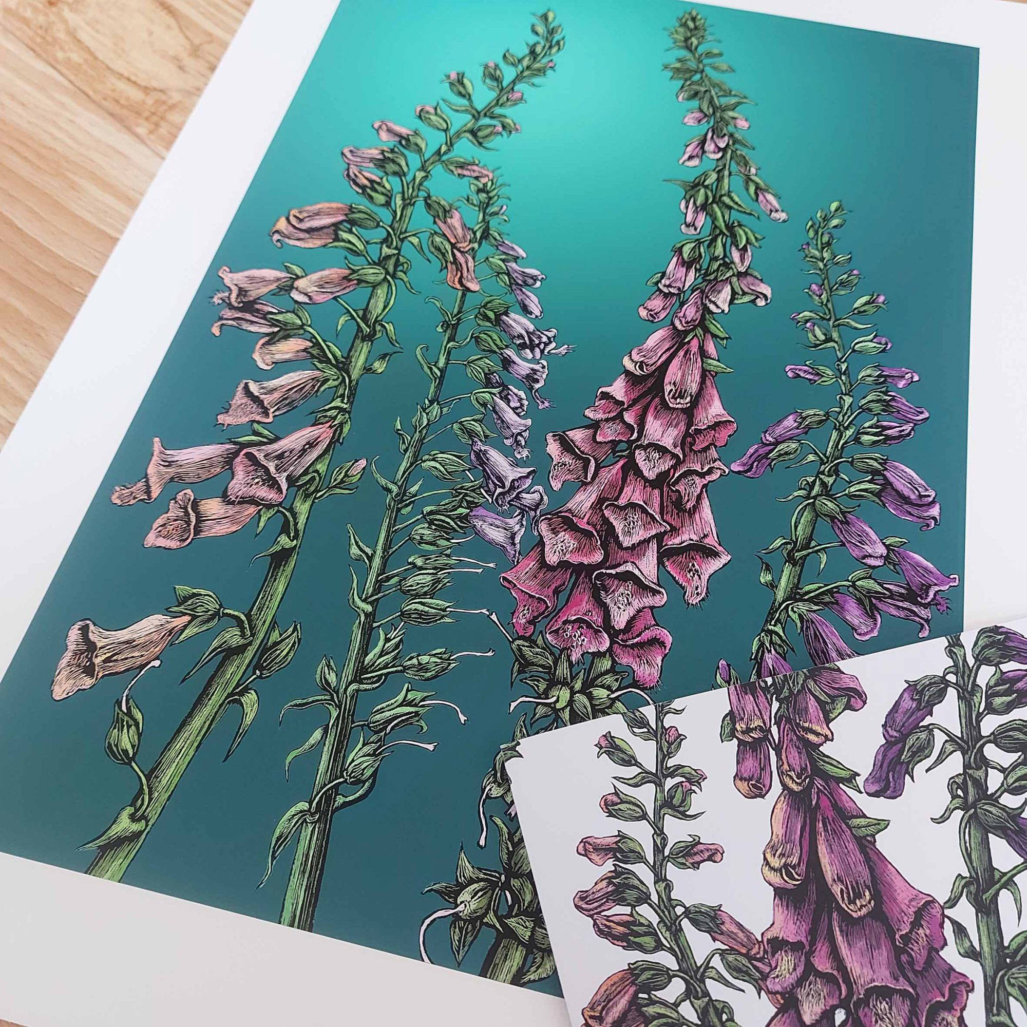 scraperboard picture of a foxglove by Rachel Meehan