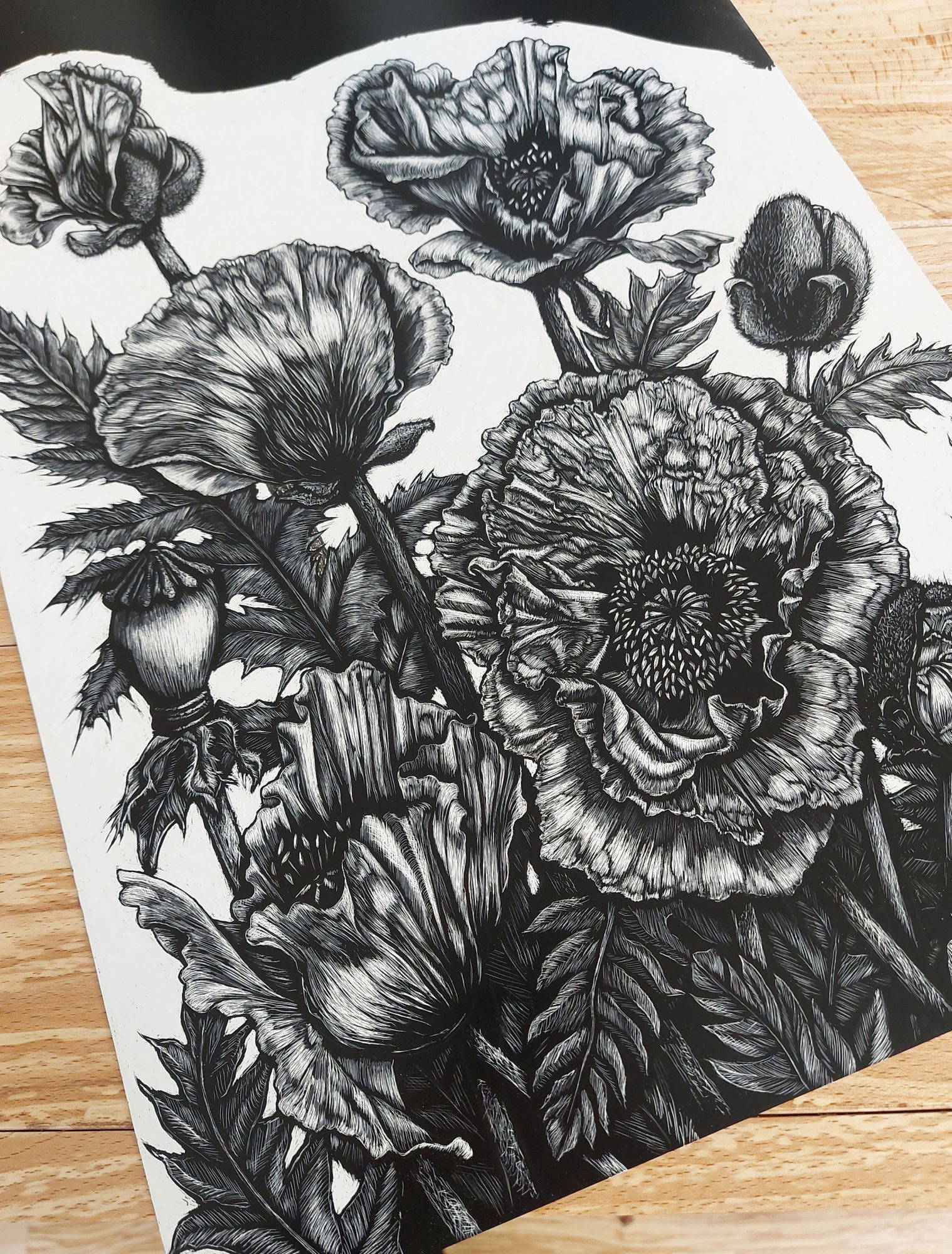 Scraperboard work in progress of oriental poppies by Rachel Meehan