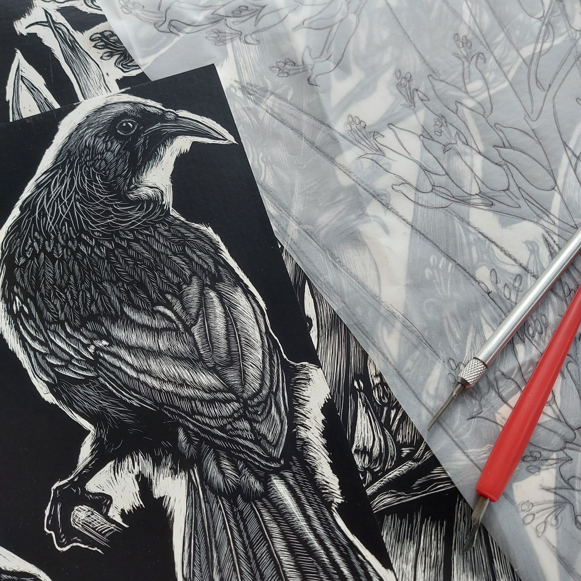 Scraperboard work in progress of birds by Rachel Meehan
