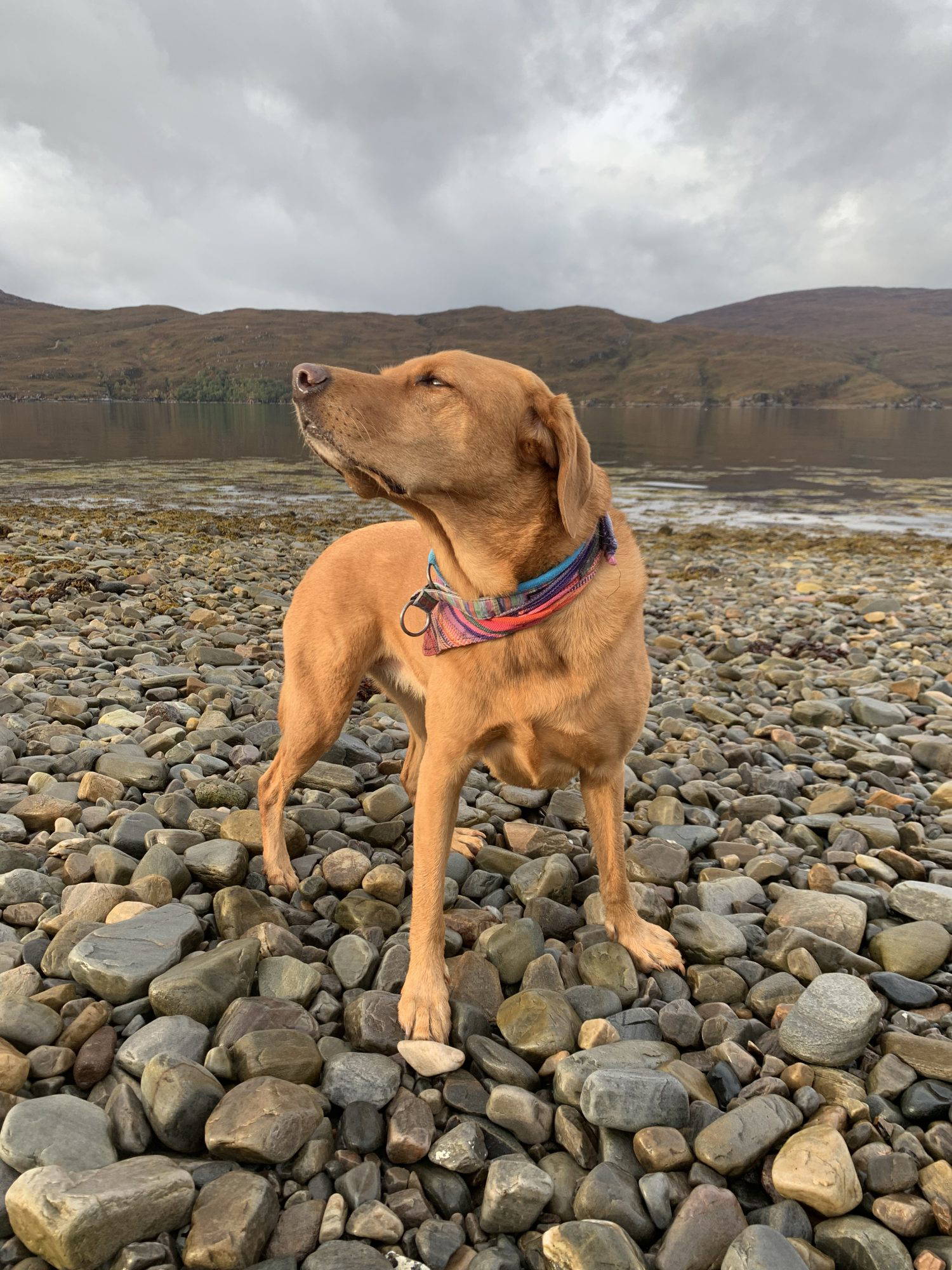 Amber, labradoren Judith Wilds hund